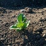 Solanum tuberosum Leaf