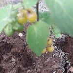 Solanum nigrum Folio