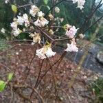 Viburnum × bodnantense Flor