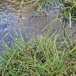 Carex lachenalii Flor