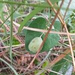 Aristolochia pistolochia Frugt