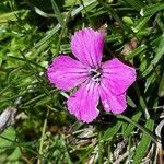 Dianthus glacialis Blüte