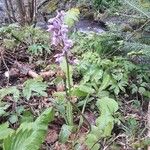 Orchis masculaFlor