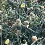 Andryala integrifolia Folha