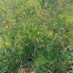 Cyperus papyrus Blad