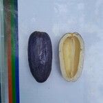 Dacryodes edulis Fruit