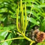 Platycarya strobilacea Flower