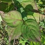 Cornus racemosa برگ