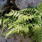 Asplenium balearicum Habitus