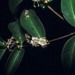 Mouriri guianensis Flower