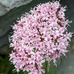 Valeriana montana ফুল