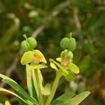 Euphorbia dendroides ᱵᱟᱦᱟ