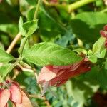 Justicia brandegeeana Hoja