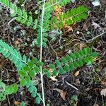 Indigofera heterantha Leaf