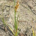 Carex arenaria Floro