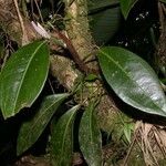 Anthurium obtusum Other