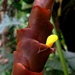 Calathea lutea Flower