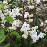 Penstemon digitalis Flor
