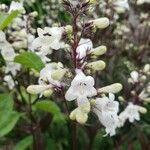 Penstemon digitalis ফুল