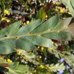 Acacia glaucoptera Folha