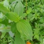 Tinantia erecta Blatt