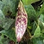 Aeschynanthus longicaulis Leaf