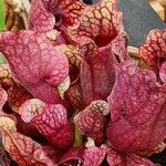 Sarracenia purpurea 葉