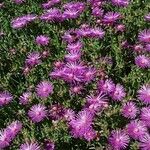 Delosperma cooperi Hábito