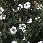 Glandularia gooddingii Flower
