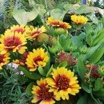 Gaillardia pulchellaFlor