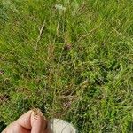 Agrostis stolonifera Λουλούδι