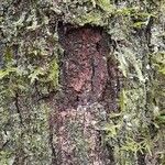 Matayba elaeagnoides Bark
