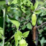 Silene baccifera Leaf