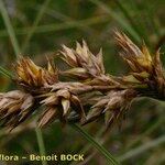 Carex colchica Owoc