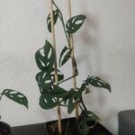 Monstera adansonii Blad