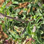 Otomeria oculata Hoja