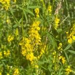 Melilotus officinalis Квітка