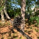 Pinus resinosa Плод