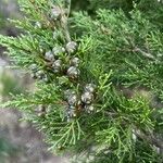 Juniperus sabina Frukt