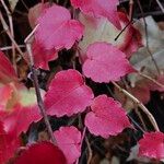 Parthenocissus tricuspidata Leaf