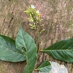 Hirtella triandra Цвят