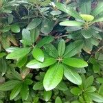 Rhododendron canadense Hoja