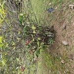 Ardisia compressa Habit