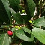 Erythroxylum coca ഇല