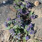 Pulmonaria angustifoliaŽiedas