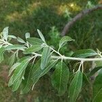 Elaeagnus angustifolia Liść