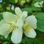 Philadelphus pubescens花