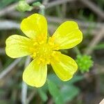 Ranunculus flammula Fula