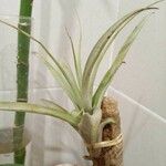 Tillandsia paucifolia 葉