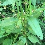 Rumex conglomeratus पत्ता